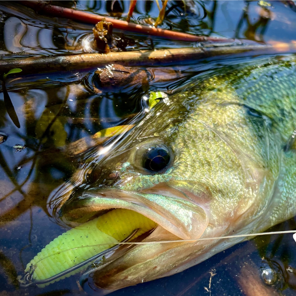 Cast&Catch SCREW-LOCK Weedless – Fishing Hook Weedless recenzja i cena